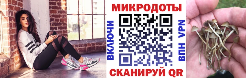 Галлюциногенные грибы Psilocybe  Кировск 